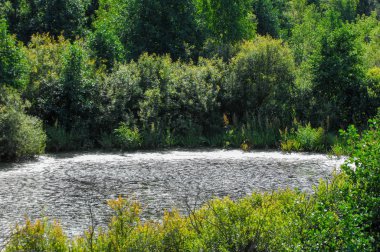 Yaz manzarası. Bataklık, bataklık, bataklık, bataklık, bataklık, durgun su