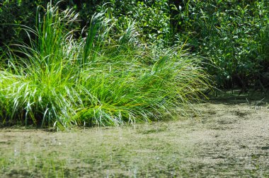 Yaz manzarası. Bataklık, bataklık, bataklık, bataklık, bataklık, durgun su