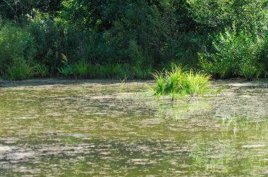 Yaz manzarası. Bataklık, bataklık, bataklık, bataklık, bataklık, durgun su