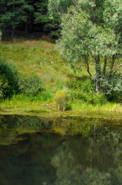 Yaz manzarası. Bataklık, bataklık, bataklık, bataklık, bataklık, durgun su