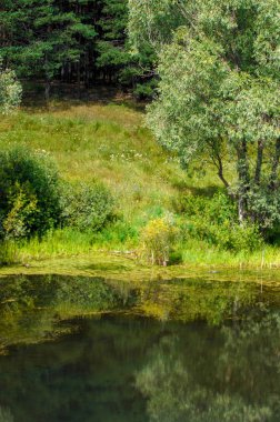 Yaz manzarası. Bataklık, bataklık, bataklık, bataklık, bataklık, durgun su