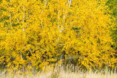 Doğal manzaralar. Sonbahar manzarası. Banliyöde sonbaharın sonlarında