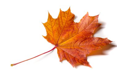 Doku, arka plan, desen. Sonbahar akçaağaç yaprağı, berrak renkler,