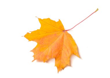 Sonbahar dokusu. Renkli akçaağaç yaprakları. Bu olağanüstüdür!