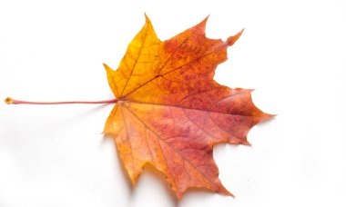 Doku, arka plan, desen. Sonbahar akçaağaç yaprağı, berrak renkler,