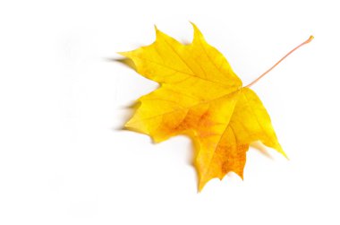 Doku, arka plan, desen. Sonbahar akçaağaç yaprağı, berrak renkler,