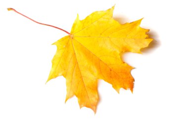 Doku, arka plan, desen. Sonbahar akçaağaç yaprağı, berrak renkler,