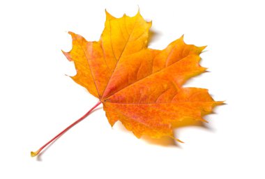 Doku, arka plan, desen. Sonbahar akçaağaç yaprağı, berrak renkler,