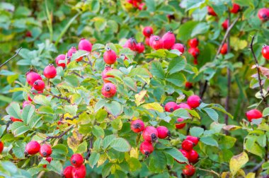 Köpek gülü meyvesi. İyileştirme özellikleri. Fizyoterapi. Bununla tedavi