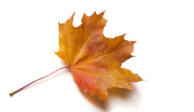 Sonbahar dokusu. Renkli akçaağaç yaprakları. Bu olağanüstüdür!