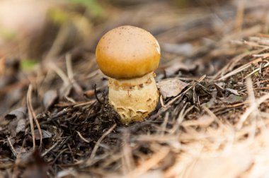Ormandaki mantarların doğal ortamı. Bir mantar zenci.