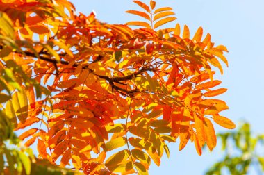 Rowan parlak renkli, parlak yapraklı. masaüstü duvar kağıdı.