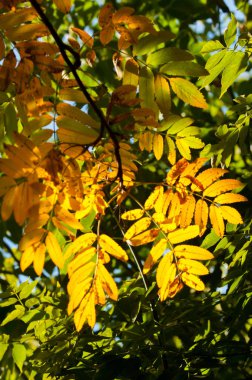 Rowan parlak renkli, parlak yapraklı. masaüstü duvar kağıdı.