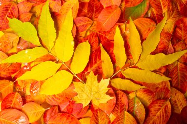 Doku, arka plan, desen. Sonbaharın çok renkli yaprakları 