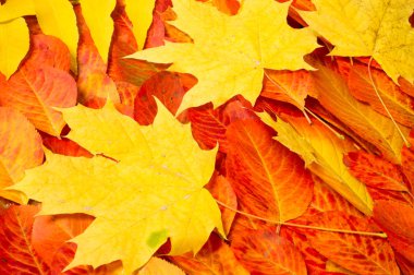 Doku, arka plan, desen. Kırmızı yapraklar. Sonbahar renklendirmesi. arka plan