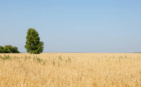 Seul arbre. Champ céréalier — Photo