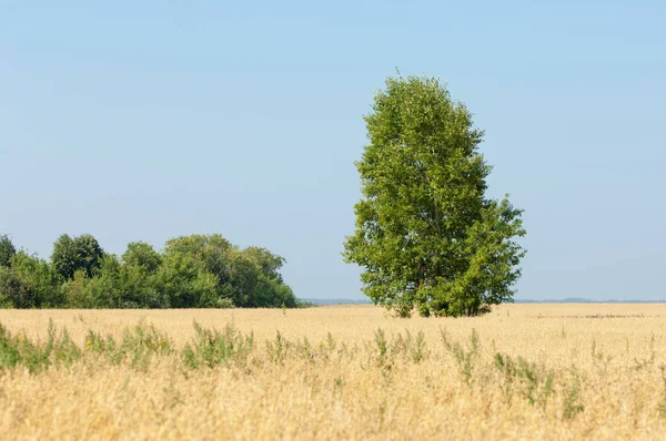 Onely boom. Grain veld — Stockfoto