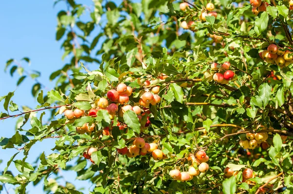 Crabapple and Wild apple. — 스톡 사진