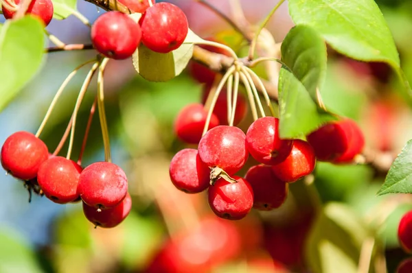 Cangrejo y manzana silvestre . — Foto de Stock