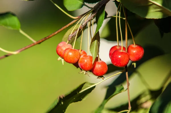 Crabapple and Wild apple. — 图库照片