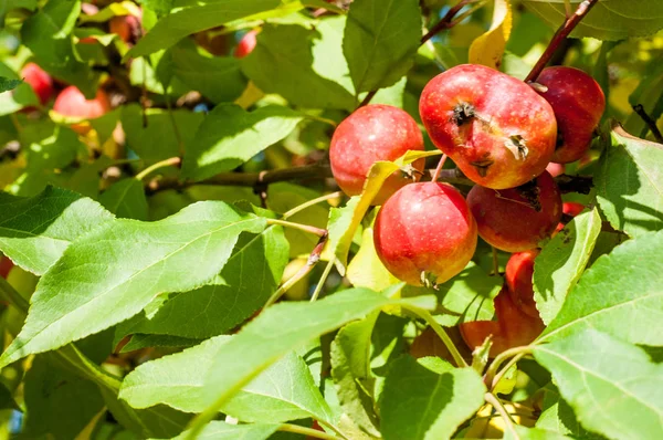 Crabapple and Wild apple. — 스톡 사진