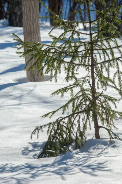 Winterlandschap. Jonge kerstbomen bedekt met sneeuw. Zonnig — Stockfoto