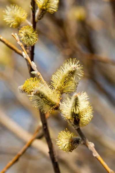 Spring landscape. Swollen buds of willows. Brightly yellow flowe — Stock Photo, Image