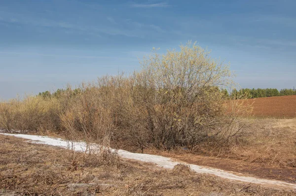 Wiosenny krajobraz. Ostatni śnieg na polu wiosennym. Terra pagórkowata — Zdjęcie stockowe