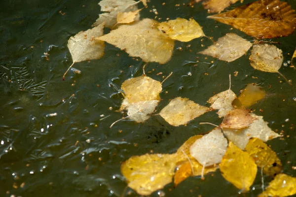 公園内の秋、盆地の水の上の氷、葉fr. — ストック写真