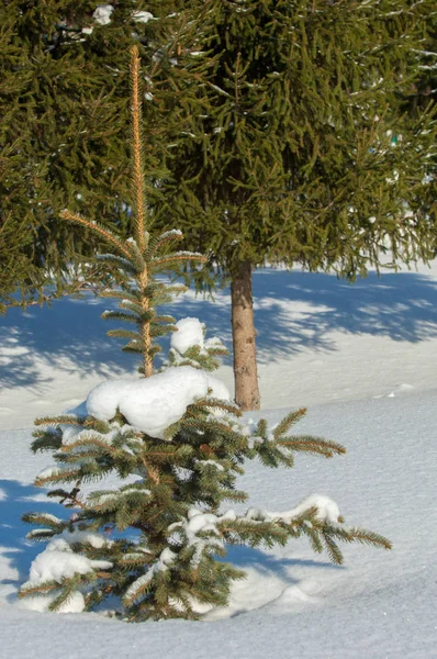 Paesaggio invernale. Giovani alberi di Natale coperti di neve. Soleggiato — Foto Stock