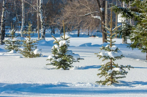 Winterlandschap. Jonge kerstbomen bedekt met sneeuw. Zonnig — Stockfoto
