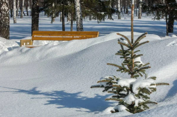 Winterlandschaft. junge Weihnachtsbäume mit Schnee bedeckt. sonnig — Stockfoto