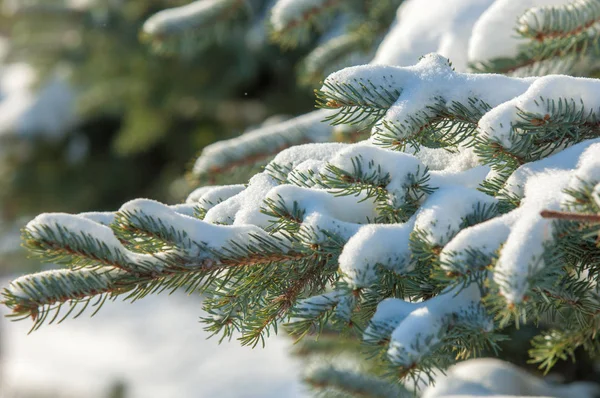 Paisagem de inverno. um ramo de abeto azul, a neve jaz no b — Fotografia de Stock