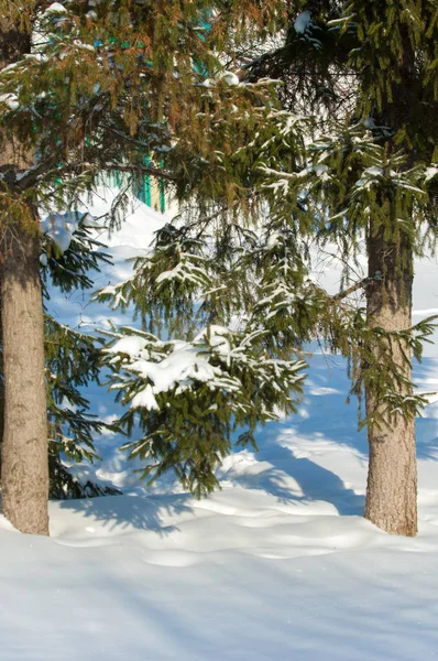 Winterlandschap. Op de takken van sparren zijn grote accu 's — Stockfoto