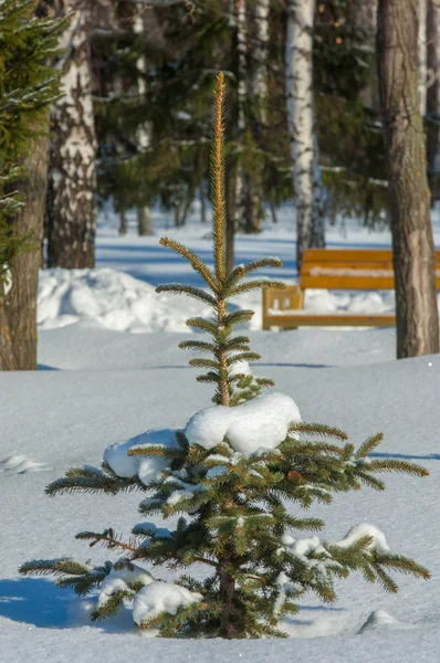 Paisaje invernal. Jóvenes árboles de Navidad cubiertos de nieve. Soleado. —  Fotos de Stock