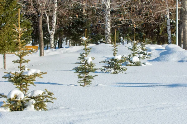 Zimowy krajobraz. Młode choinki pokryte śniegiem. Słoneczko — Zdjęcie stockowe