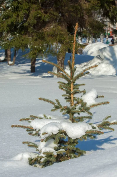 Paesaggio invernale. Giovani alberi di Natale coperti di neve. Soleggiato — Foto Stock