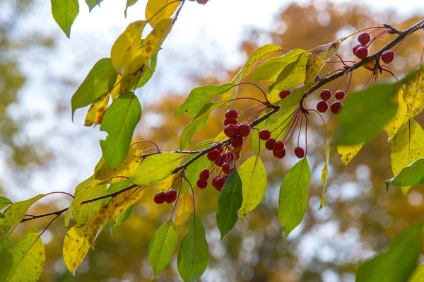 Las manzanas son decorativas, las otras especies son generalmente conocidas como —  Fotos de Stock