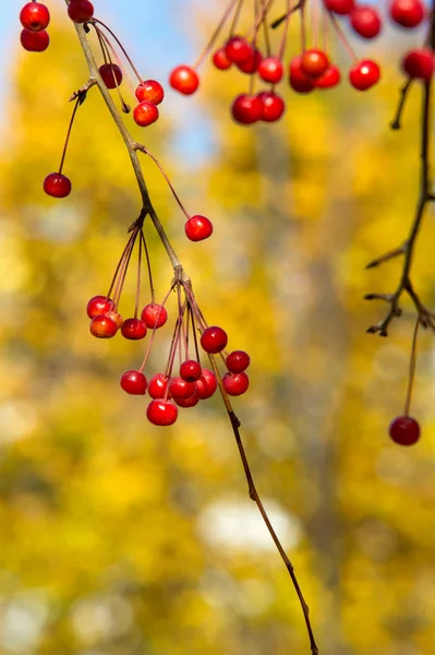 Las manzanas son decorativas, las otras especies son generalmente conocidas como —  Fotos de Stock