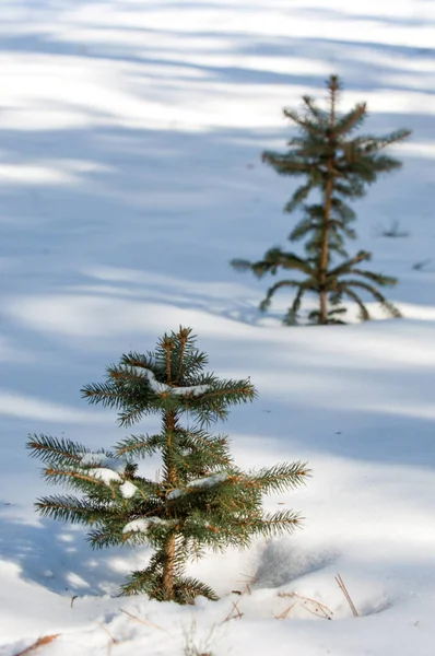 Paesaggio invernale. Giovani alberi di Natale coperti di neve. Soleggiato — Foto Stock