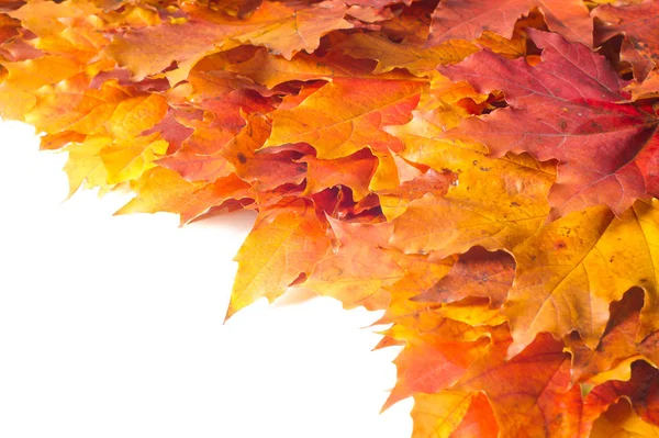 Autumn texture. Colorful maple leaves. The phenomenon is commonl — Stock Photo, Image