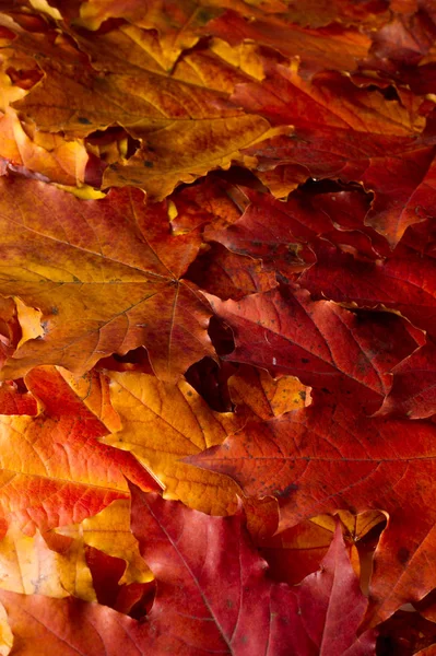 Fondo de dibujo, textura. Hojas de arce de otoño. antecedentes — Foto de Stock