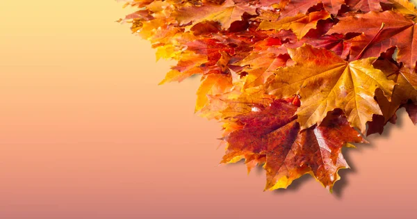 画背景，纹理。 秋天枫树的叶子。 背景 — 图库照片