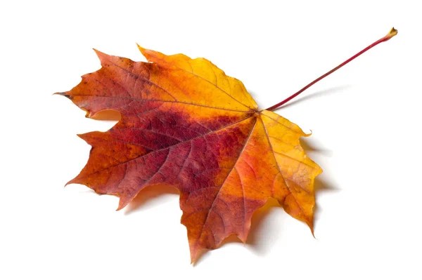 Текстура, фон, рисунок. Осенний кленовый лист, прозрачные цвета , — стоковое фото