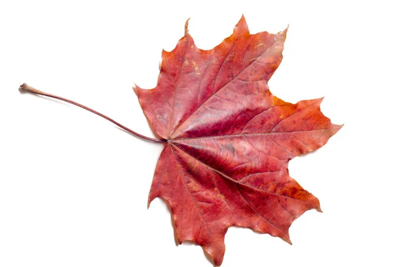 Jesienna faktura. Kolorowe liście klonu. Zjawisko jest powszechne. — Zdjęcie stockowe