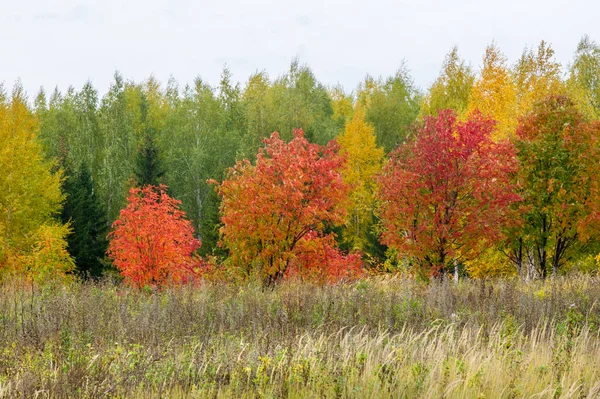 自然景观。 秋天的风景 秋末在郊区 — 图库照片