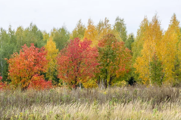 Paisajes naturales. Paisaje de otoño. Finales de otoño en los suburbios —  Fotos de Stock