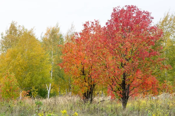 Paisagens naturais. Paisagem de outono. Outono tardio nos subúrbios — Fotografia de Stock