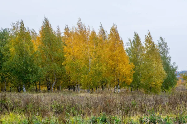 Natuurlijke landschappen. Herfstlandschap. Late herfst in de buitenwijken — Stockfoto