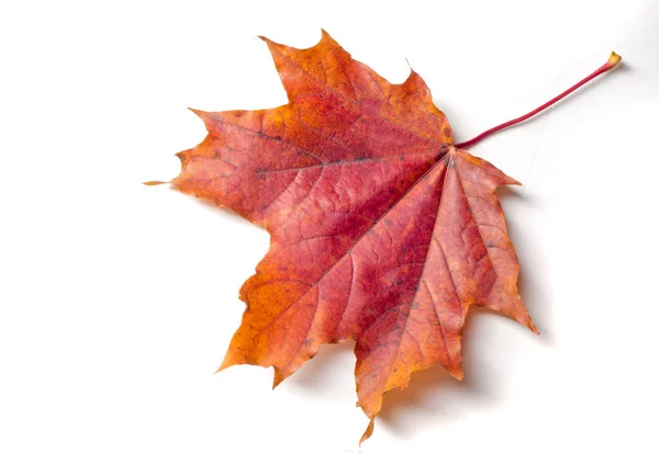 Textuur, achtergrond, patroon. Autumnal esdoorn blad, heldere kleuren, — Stockfoto